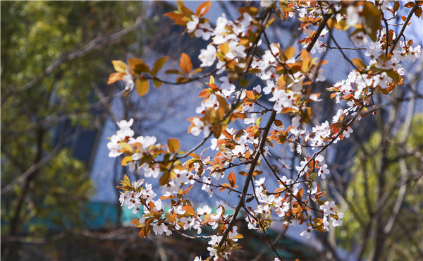 春暖花開，等你歸來——邀你云賞南新春景，以慰思念