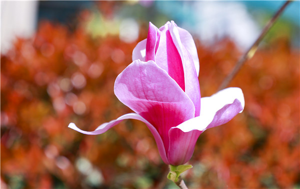 春暖花開，等你歸來——邀你云賞南新春景，以慰思念