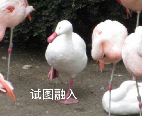 新華互聯(lián)網(wǎng)科技正式入駐Bilibili！會(huì)摩擦出什么樣火花呢？